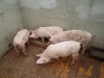 Pigs_Sm